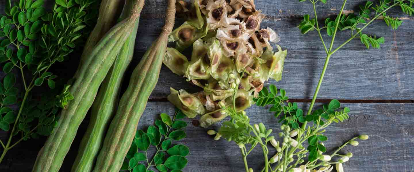 Какво е чай Moringa, какви са ползите от чая Moringa?